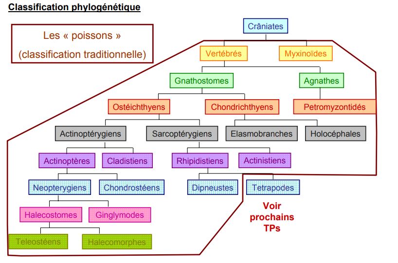 classification phylogénétique